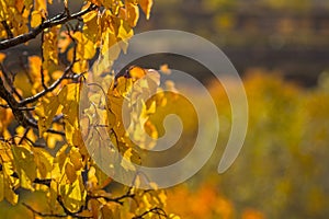 Autumn tree branches with yellow leaves