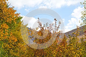 Autumn tree branches with yellow leaves