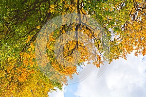 Autumn tree branches with yellow leaves