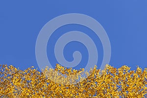 Autumn tree branches with yellow leaves against the blue pure bright sky as copyspace.Ð¡lear horizontal arrangement of birch twigs