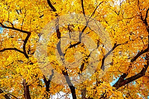 autumn tree with bright yellow leaves.