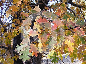 AUTUMN TREE WITH BRIGHTLY COLORED LEAVES