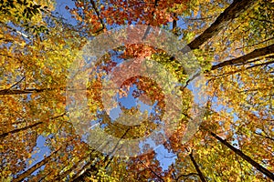 Autumn Tree Canopy