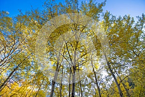 Autumn tree canopy