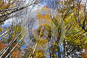 Autumn tree canopy in the forest