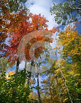 Autumn tree canopy view.