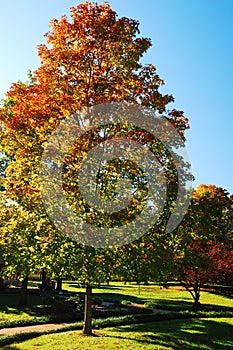 An Autumn tree catches the sunlight in a public park