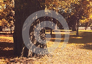 Autumn tree on in a city park