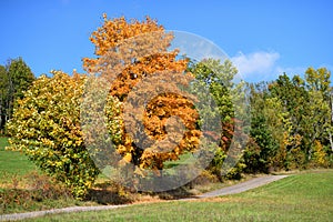 Autumn. Tree with colorful leaves