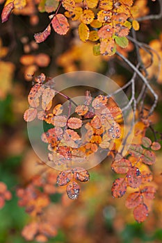 Autumn tree with colorful leaves. Close up