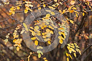 Autumn tree with colorful leaves. Close up