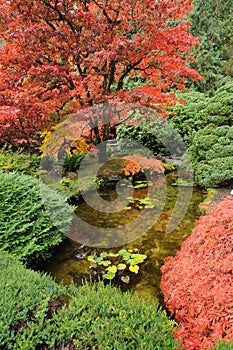 Autumn tree colors