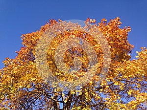 Autumn tree crown in yellow and red colors against a bright blue sky