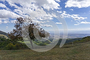 Autumn tree with dark red leaves on the hill. Green grass and bushes. Bright blue sky with clouds. Mountains, valleys and villages