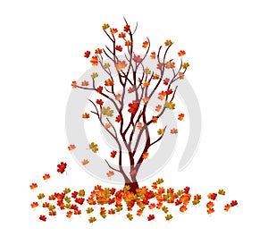 Autumn tree. Fall Leaves Background