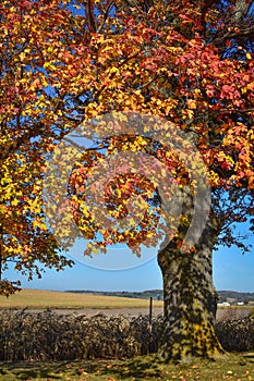 Autumn Tree by Farm Field