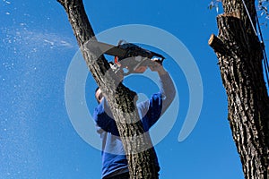 Autumn Tree Felling: Skilled Arborist Cutting a Tree with Chainsaw