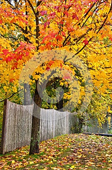 Autumn tree and fence