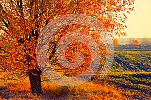 Autumn tree in the field at sunset