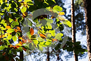 Autumn tree with first colour leaf