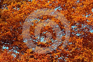 Autumn tree foliage, blue sky in the background.