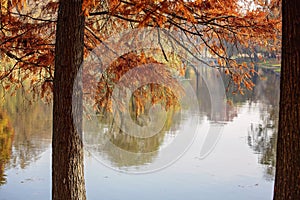 Autumn tree in front of lake