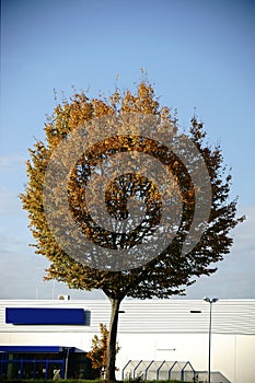 Autumn tree in front of the shopping center