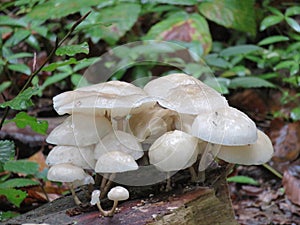 Autumn, tree fungus, flies, wet, glive, gobe