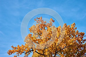 Autumn tree with a golden leaves against blue sky