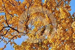 Autumn tree with a golden leaves against blue sky