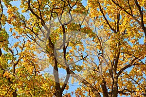 Autumn tree with a golden leaves against blue sky