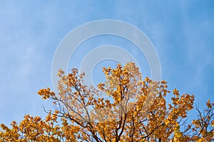Autumn tree with a golden leaves against blue sky