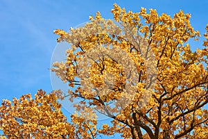 Autumn tree with a golden leaves against blue sky