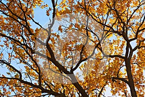 Autumn tree with a golden leaves against blue sky