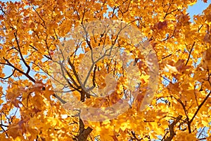 Autumn tree with a golden leaves against blue sky