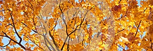 Autumn tree with a golden leaves against blue sky