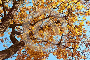 Autumn tree with a golden leaves against blue sky