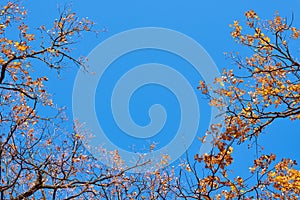 Autumn tree with a golden leaves against blue sky