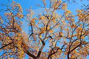 Autumn tree with a golden leaves against blue sky