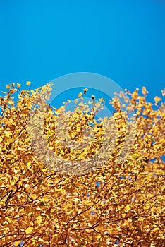 Autumn tree with a golden leaves against blue sky
