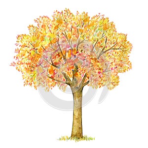 Autumn tree handdrawing isolated on white. photo