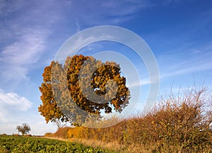 Autumn tree and hedgerow brilliance