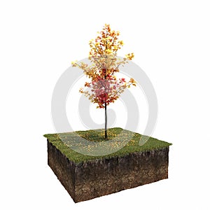 Autumn tree isolated on white background