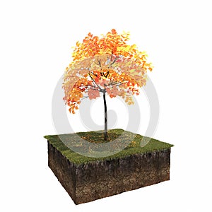 Autumn tree isolated on white background