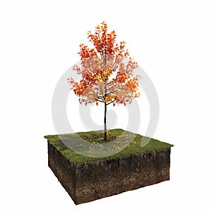 Autumn tree isolated on white background