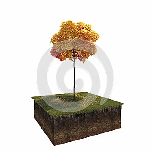 Autumn tree isolated on white background