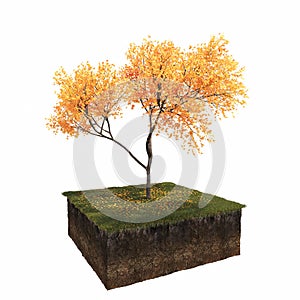 Autumn tree isolated on white background