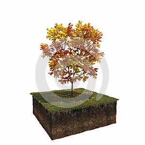 Autumn tree isolated on white background