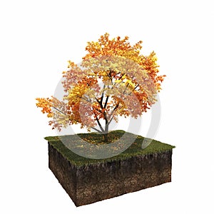 Autumn tree isolated on white background