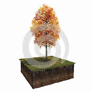 Autumn tree isolated on white background